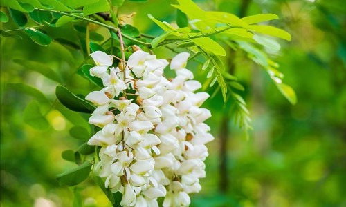 蒲公英和荠菜是一种菜吗-蒲公英与荠菜的区别、荠菜和蒲公英哪个营养价值高 -蒲公英和荠菜的区别以及图片欣赏网