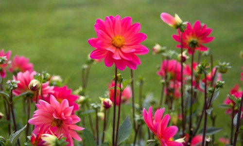 荠菜和蒲公英哪个营养价值高-蒲公英与荠菜的区别、荠菜和蒲公英哪个营养价值高 -蒲公英和荠菜的区别以及图片欣赏网