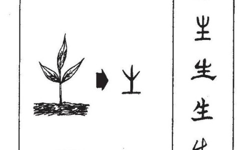 蒲公英与荠菜的区别、荠菜和蒲公英哪个营养价值高 -蒲公英和荠菜的区别以及图片欣赏网